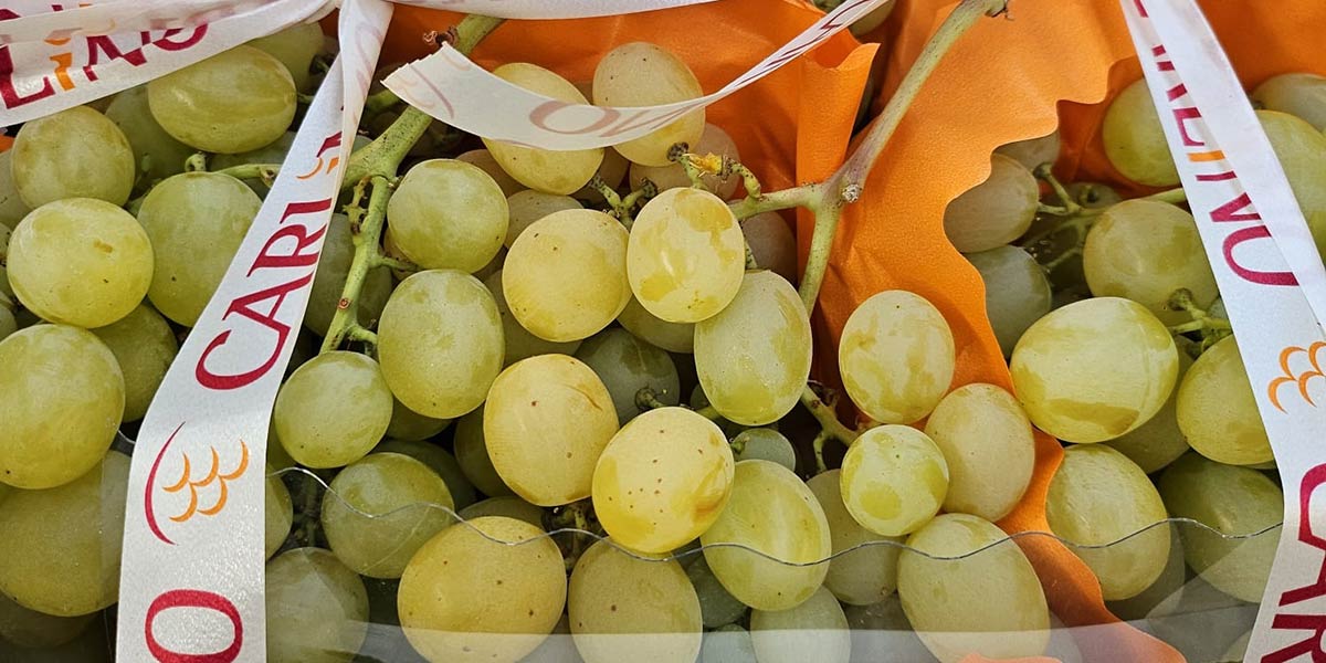 L'uva da tavola è protagonista al mercato di Bergamo